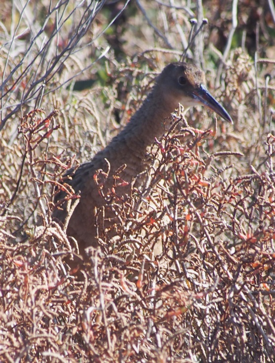 clapper rail